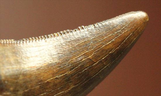 俊足肉食恐竜ドロマエオサウルスの鋭い歯の化石(その2)