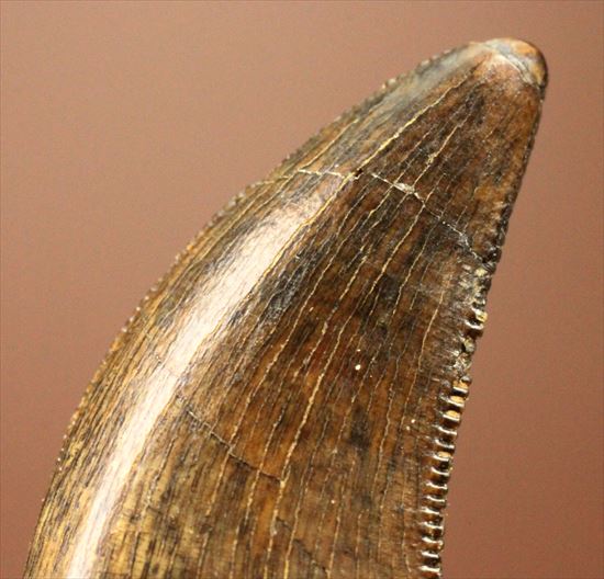 俊足肉食恐竜ドロマエオサウルスの鋭い歯の化石(その4)
