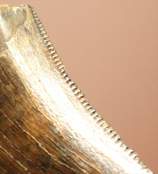 俊足肉食恐竜ドロマエオサウルスの鋭い歯の化石（その5）