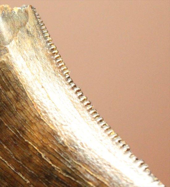 俊足肉食恐竜ドロマエオサウルスの鋭い歯の化石(その5)