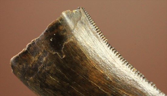 俊足肉食恐竜ドロマエオサウルスの鋭い歯の化石(その6)