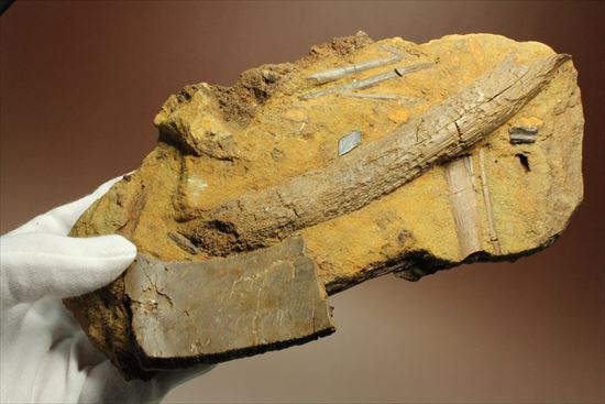 楽しみ方無限！発掘現場をそのままコレクション！エドモントサウルスの化石スラブ（その12）