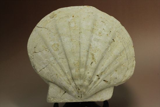古代のホタテ！！イタリア産巨大な貝化石（pecten fossil）！（その1）