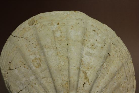 古代のホタテ！！イタリア産巨大な貝化石（pecten fossil）！（その2）