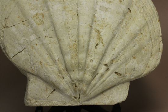 古代のホタテ！！イタリア産巨大な貝化石（pecten fossil）！（その3）