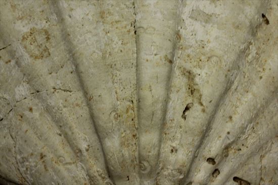 古代のホタテ！！イタリア産巨大な貝化石（pecten fossil）！（その4）