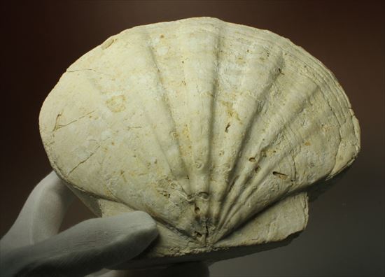 古代のホタテ！！イタリア産巨大な貝化石（pecten fossil）！（その7）
