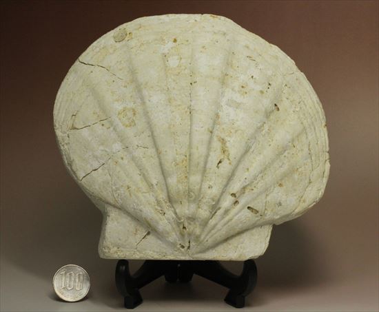 古代のホタテ！！イタリア産巨大な貝化石（pecten fossil）！（その9）