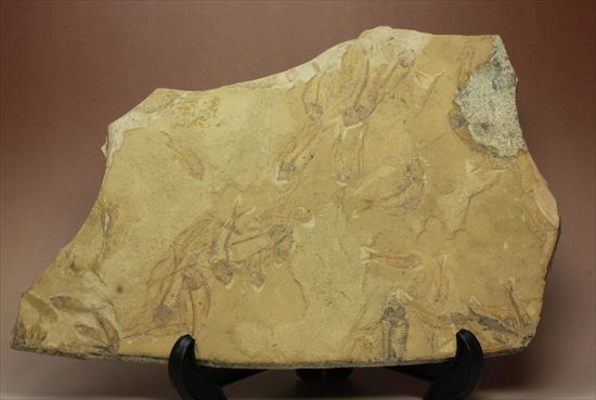 リーズナブルプライス！表も裏も魚化石だらけ！アメリカワイオミング州の魚の群集化石(Gosiutichtys parvus)プレート（その1）