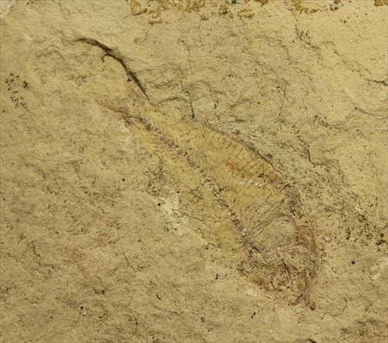 リーズナブルプライス！表も裏も魚化石だらけ！アメリカワイオミング州の魚の群集化石(Gosiutichtys parvus)プレート（その7）