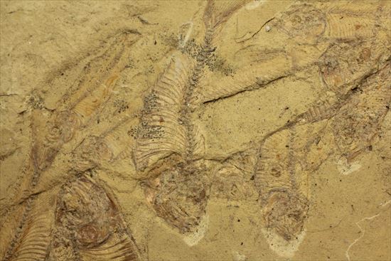 リーズナブルプライス！表も裏も魚化石だらけ！アメリカワイオミング州の魚の群集化石(Gosiutichtys parvus)プレート（その8）