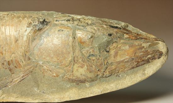 レア＆格安！母岩含め最大長４２ｃｍ/３５００gオーバー！ブラジル産ネガポジ魚化石（２枚あります）（その11）