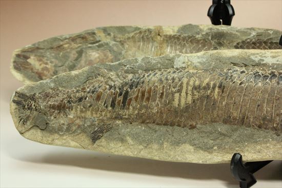 レア＆格安！母岩含め最大長４２ｃｍ/３５００gオーバー！ブラジル産ネガポジ魚化石（２枚あります）（その4）