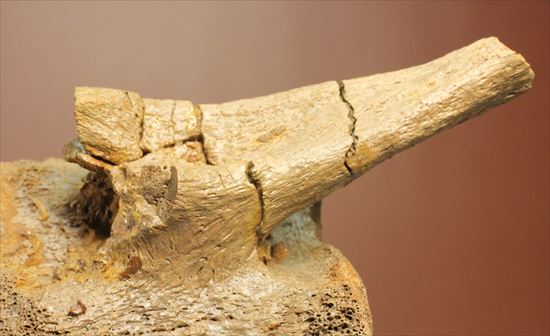 特価！白亜紀の巨大恐竜　エドモントサウルスの脊椎骨（その12）