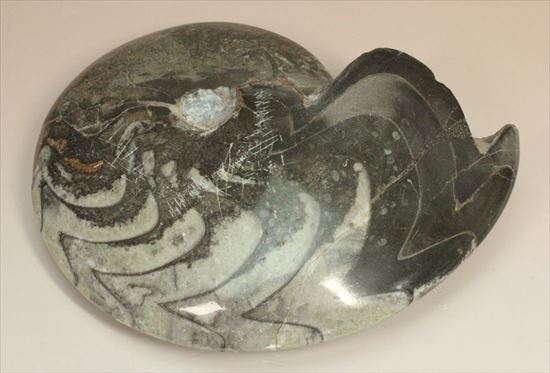 独特の模様と厚みが特徴的なゴニアタイト(goniatite)　特価です！（その6）