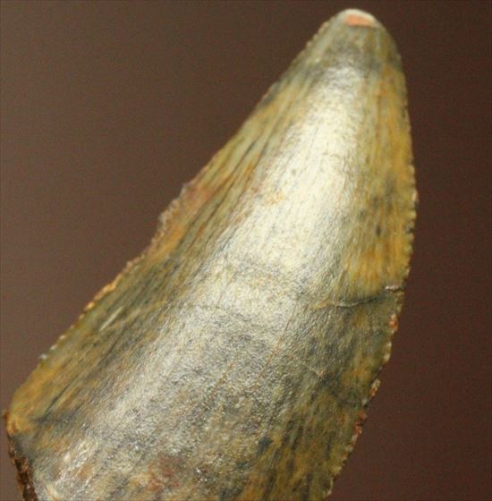 肉食恐竜の本物の歯！４ケタ価格でご紹介！エナメルパターンの保存状態抜群のドロマエオサウルスの歯化石（その1）