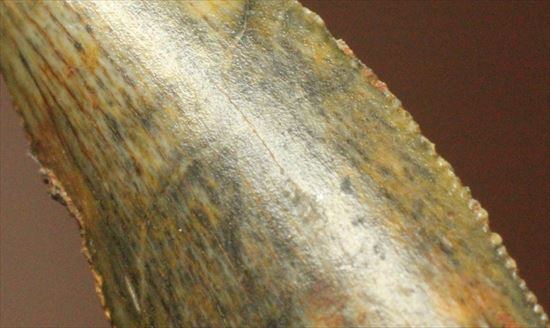 肉食恐竜の本物の歯！４ケタ価格でご紹介！エナメルパターンの保存状態抜群のドロマエオサウルスの歯化石（その10）