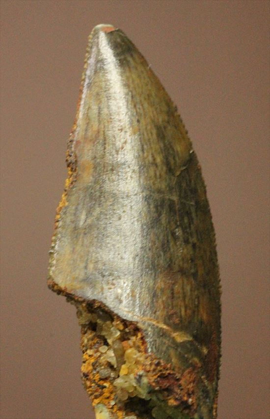 肉食恐竜の本物の歯！４ケタ価格でご紹介！エナメルパターンの保存状態抜群のドロマエオサウルスの歯化石（その12）