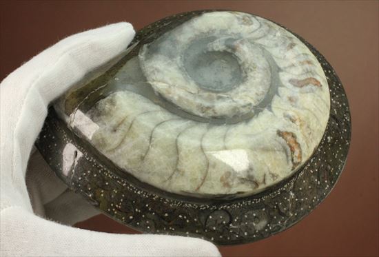 面白いパターン！古いタイプのアンモナイトの祖先　ゴニアタイト(goniatite)（その1）