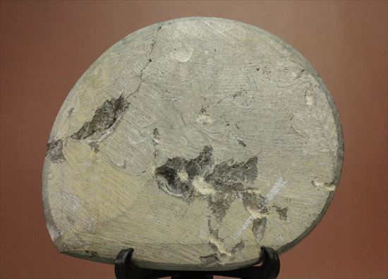 面白いパターン！古いタイプのアンモナイトの祖先　ゴニアタイト(goniatite)（その9）