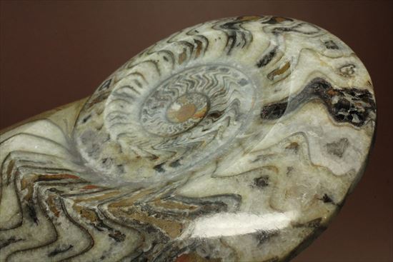 トラ柄のような格別に美しいパターンを持つゴニアタイト(goniatite)（その1）