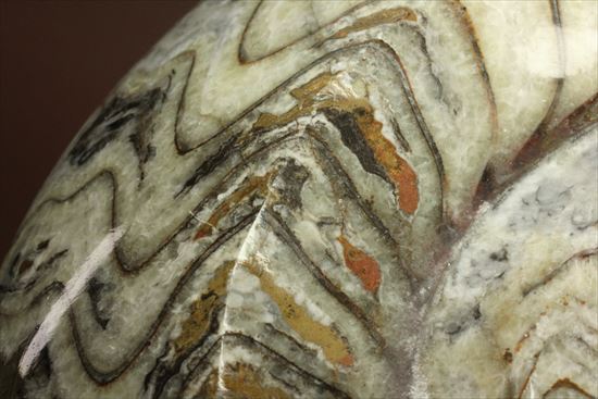 トラ柄のような格別に美しいパターンを持つゴニアタイト(goniatite)（その10）