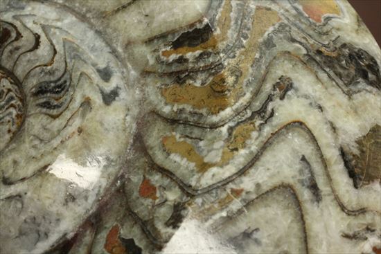 トラ柄のような格別に美しいパターンを持つゴニアタイト(goniatite)（その14）