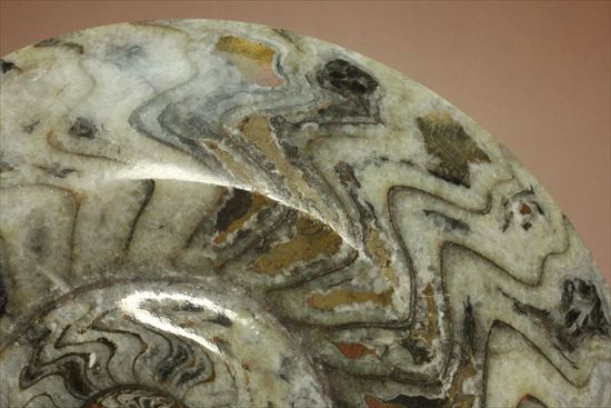 トラ柄のような格別に美しいパターンを持つゴニアタイト(goniatite)（その5）