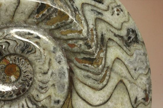 トラ柄のような格別に美しいパターンを持つゴニアタイト(goniatite)（その6）