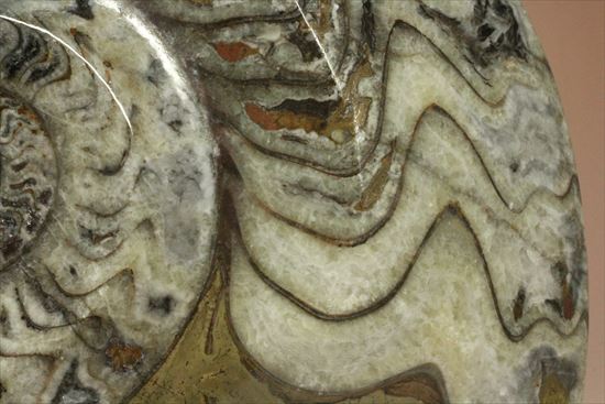 トラ柄のような格別に美しいパターンを持つゴニアタイト(goniatite)（その7）