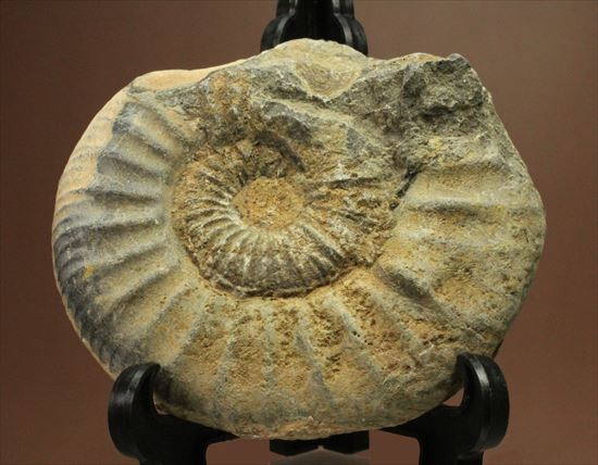 肋模様がきれいな、重量感あるアンモナイト化石！教育用化石としてオススメです。（その1）