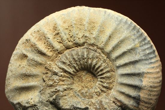 肋模様がきれいな、重量感あるアンモナイト化石！教育用化石としてオススメです。（その10）