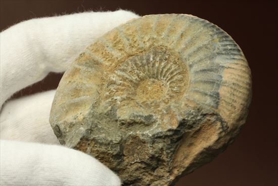 肋模様がきれいな、重量感あるアンモナイト化石！教育用化石としてオススメです。（その11）