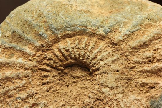 肋模様がきれいな、重量感あるアンモナイト化石！教育用化石としてオススメです。（その12）