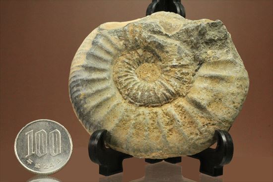 肋模様がきれいな、重量感あるアンモナイト化石！教育用化石としてオススメです。（その13）