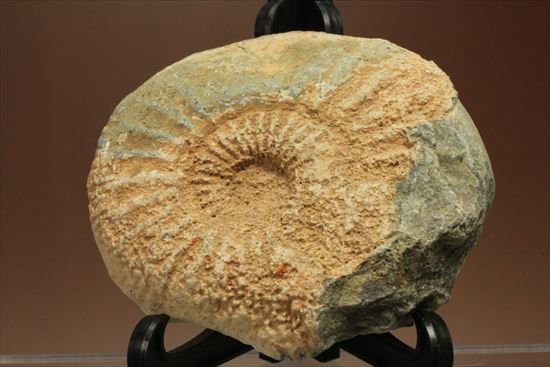 肋模様がきれいな、重量感あるアンモナイト化石！教育用化石としてオススメです。（その2）