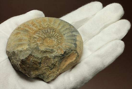 肋模様がきれいな、重量感あるアンモナイト化石！教育用化石としてオススメです。（その3）