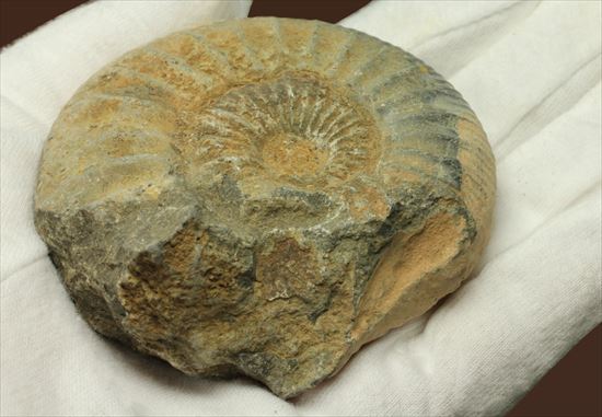 肋模様がきれいな、重量感あるアンモナイト化石！教育用化石としてオススメです。（その4）