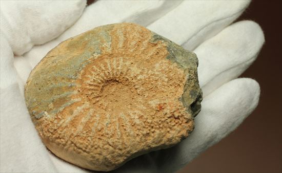 肋模様がきれいな、重量感あるアンモナイト化石！教育用化石としてオススメです。（その5）