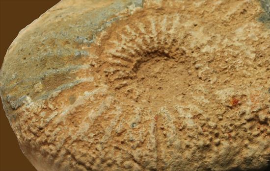 肋模様がきれいな、重量感あるアンモナイト化石！教育用化石としてオススメです。（その6）