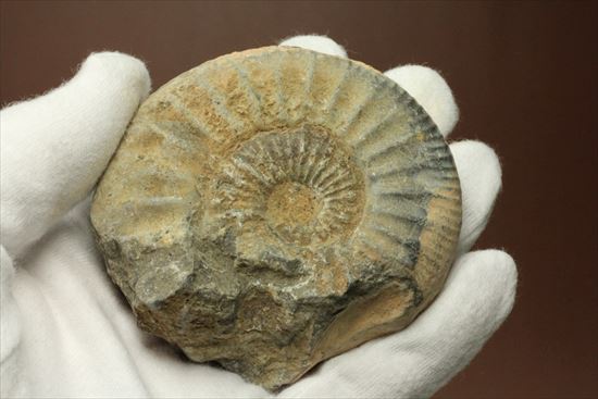 肋模様がきれいな、重量感あるアンモナイト化石！教育用化石としてオススメです。（その7）