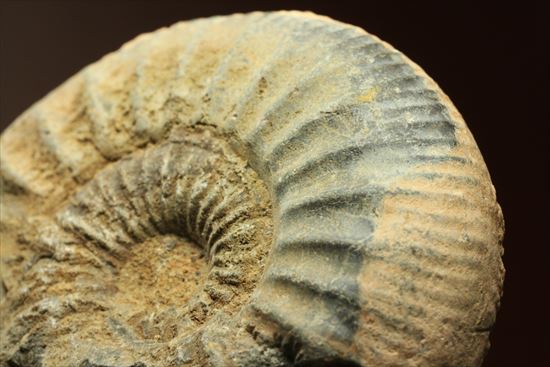 肋模様がきれいな、重量感あるアンモナイト化石！教育用化石としてオススメです。（その8）