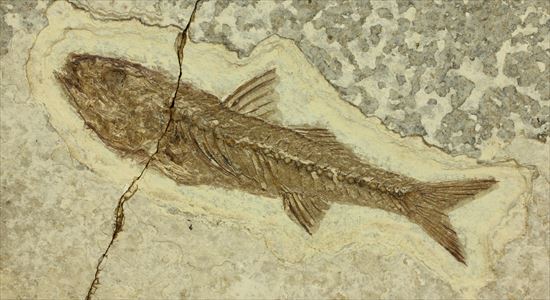 小骨やヒレの構造まで保存されている魚化石(その1)