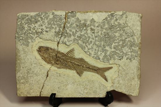 小骨やヒレの構造まで保存されている魚化石(その2)