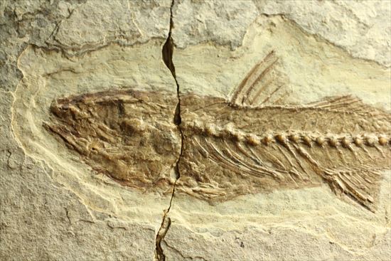 小骨やヒレの構造まで保存されている魚化石（その3）