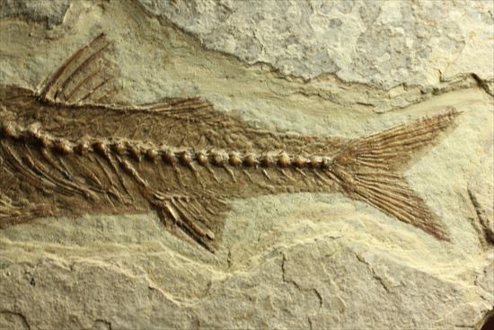 小骨やヒレの構造まで保存されている魚化石（その4）