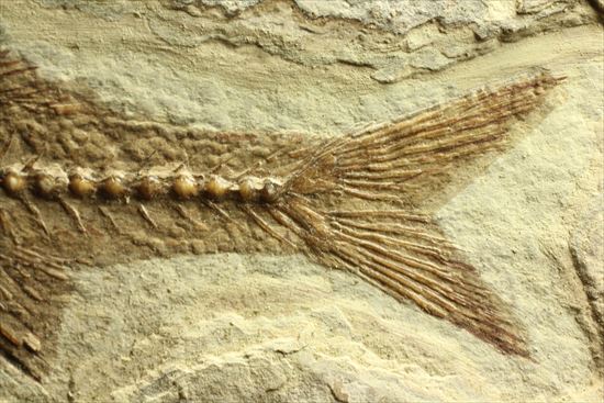 小骨やヒレの構造まで保存されている魚化石(その5)