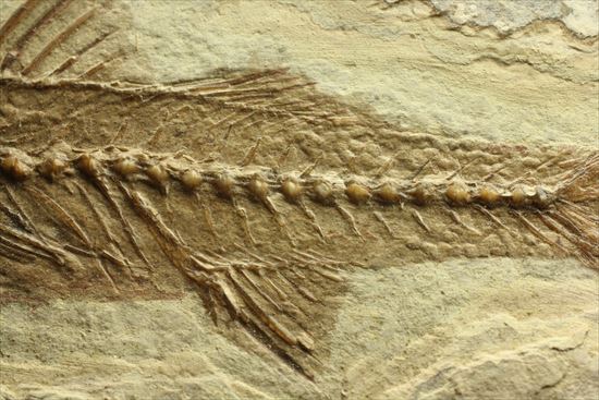 小骨やヒレの構造まで保存されている魚化石(その6)