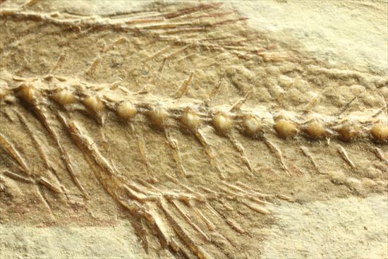 小骨やヒレの構造まで保存されている魚化石(その7)