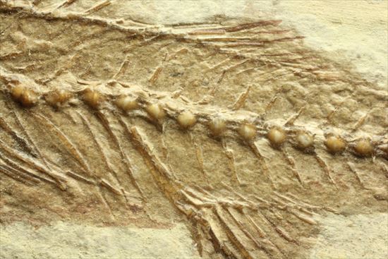 小骨やヒレの構造まで保存されている魚化石(その8)